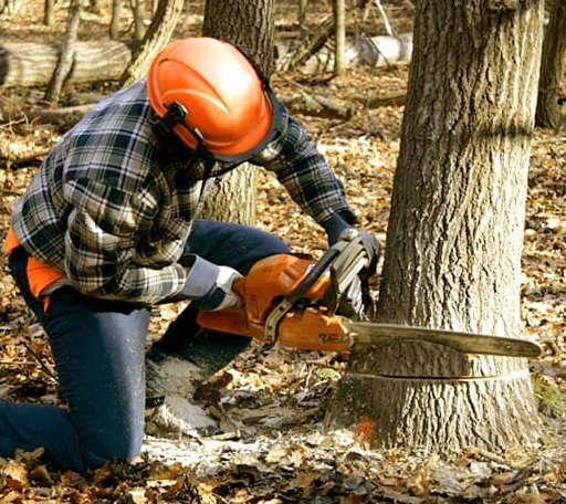 Tree Removal in Medora, ND